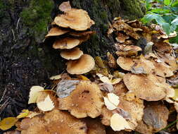 Pholiota squarrosa (Vahl) P. Kumm. 1871 resmi