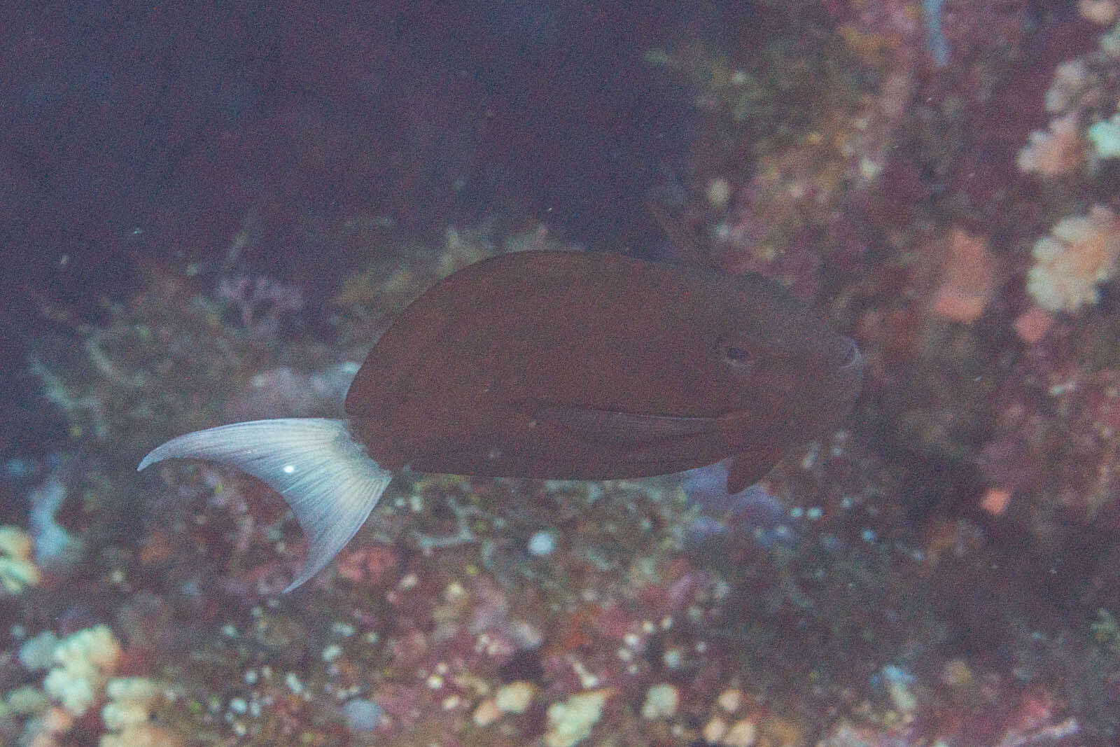 Image of Chocolate Surgeonfish