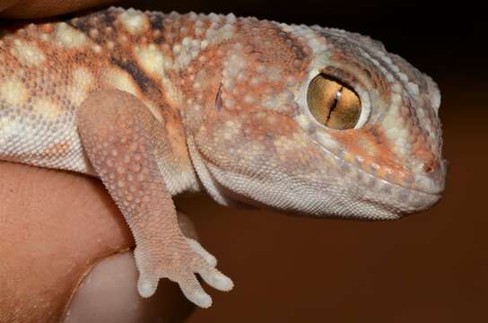 Chondrodactylus angulifer Peters 1870 resmi