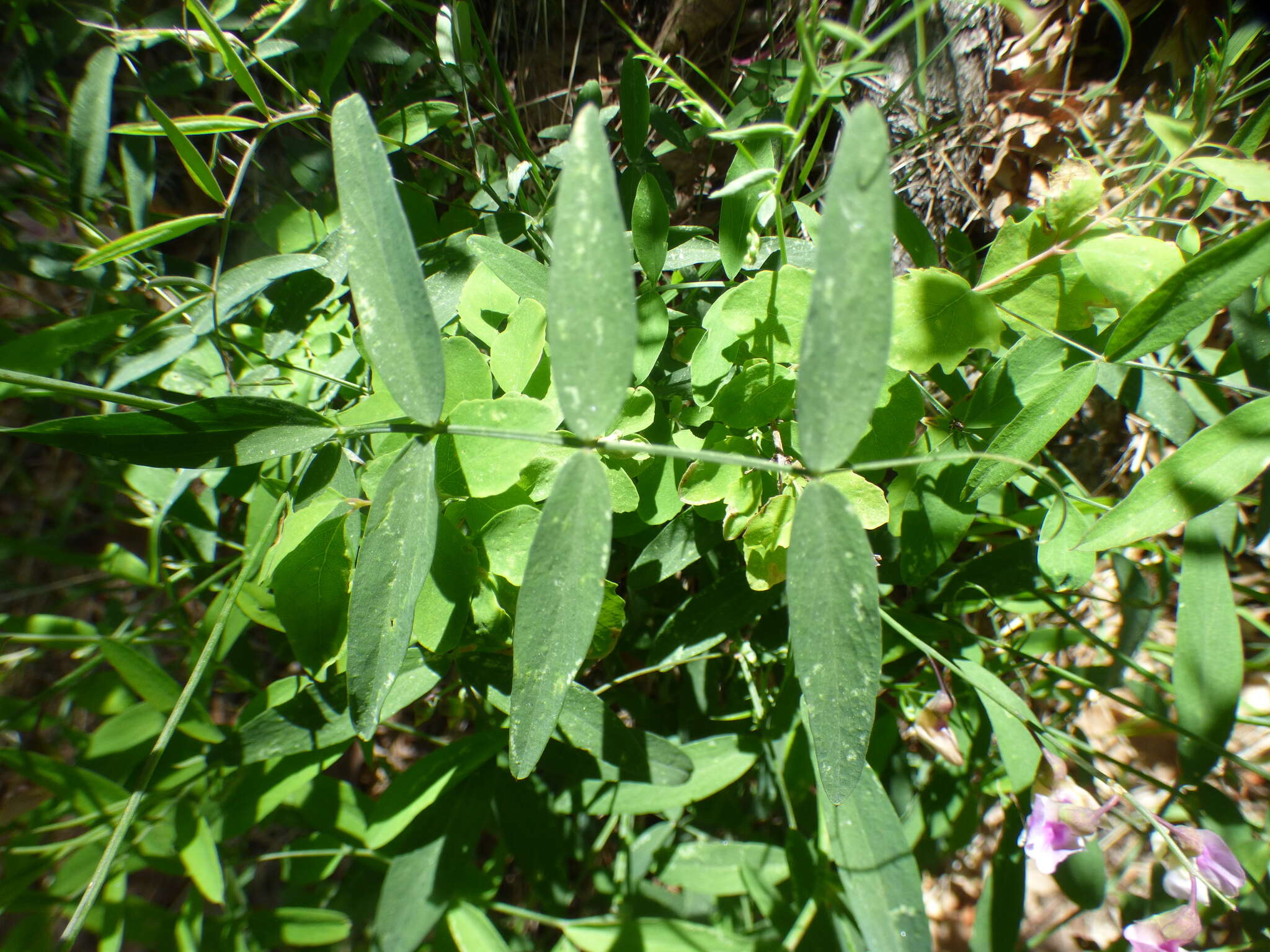 Image of Common Sweet Pea