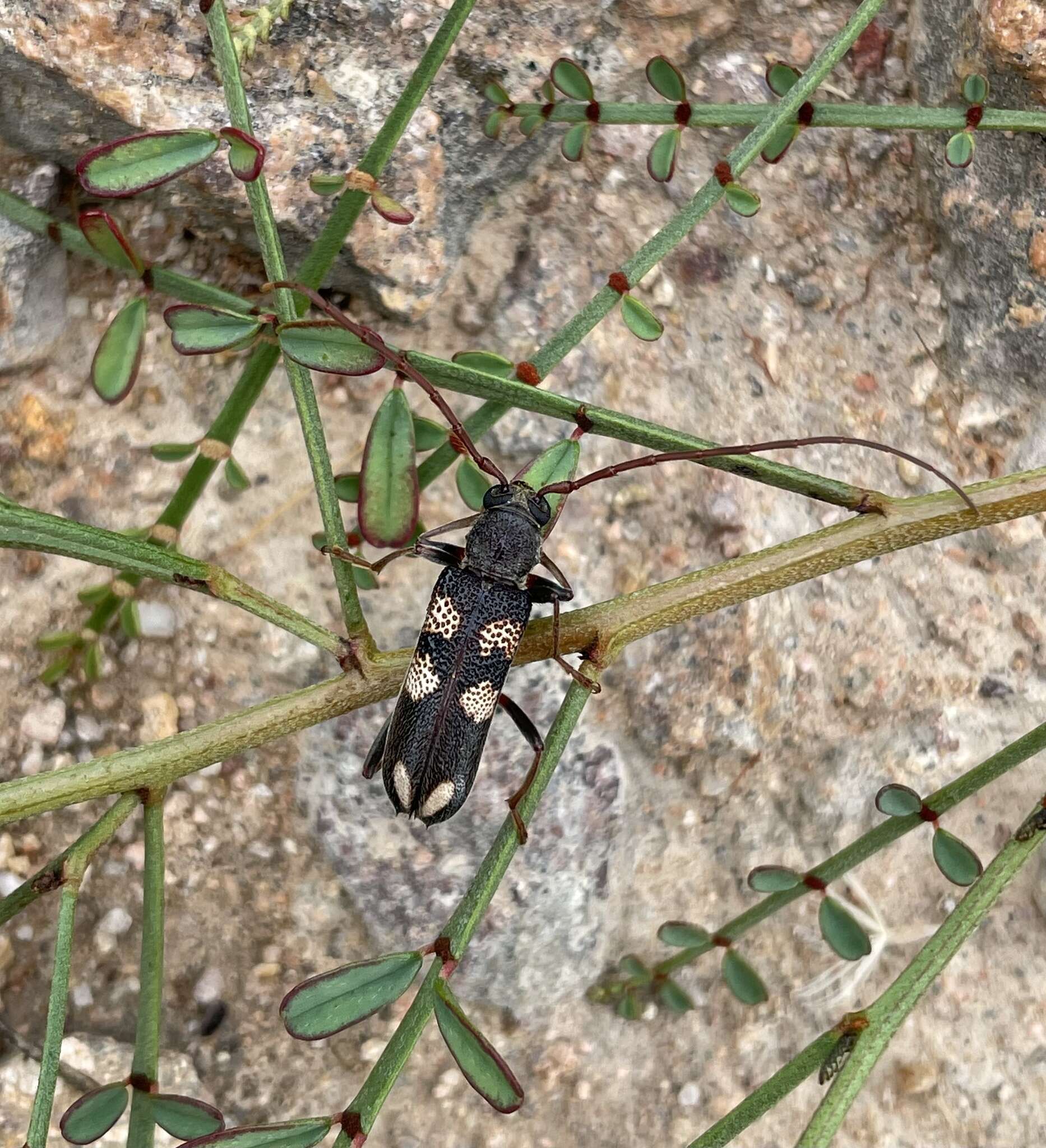 Image of Phoracantha flavopicta Pascoe 1865