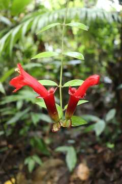 Image of Aeschynanthus radicans Jack