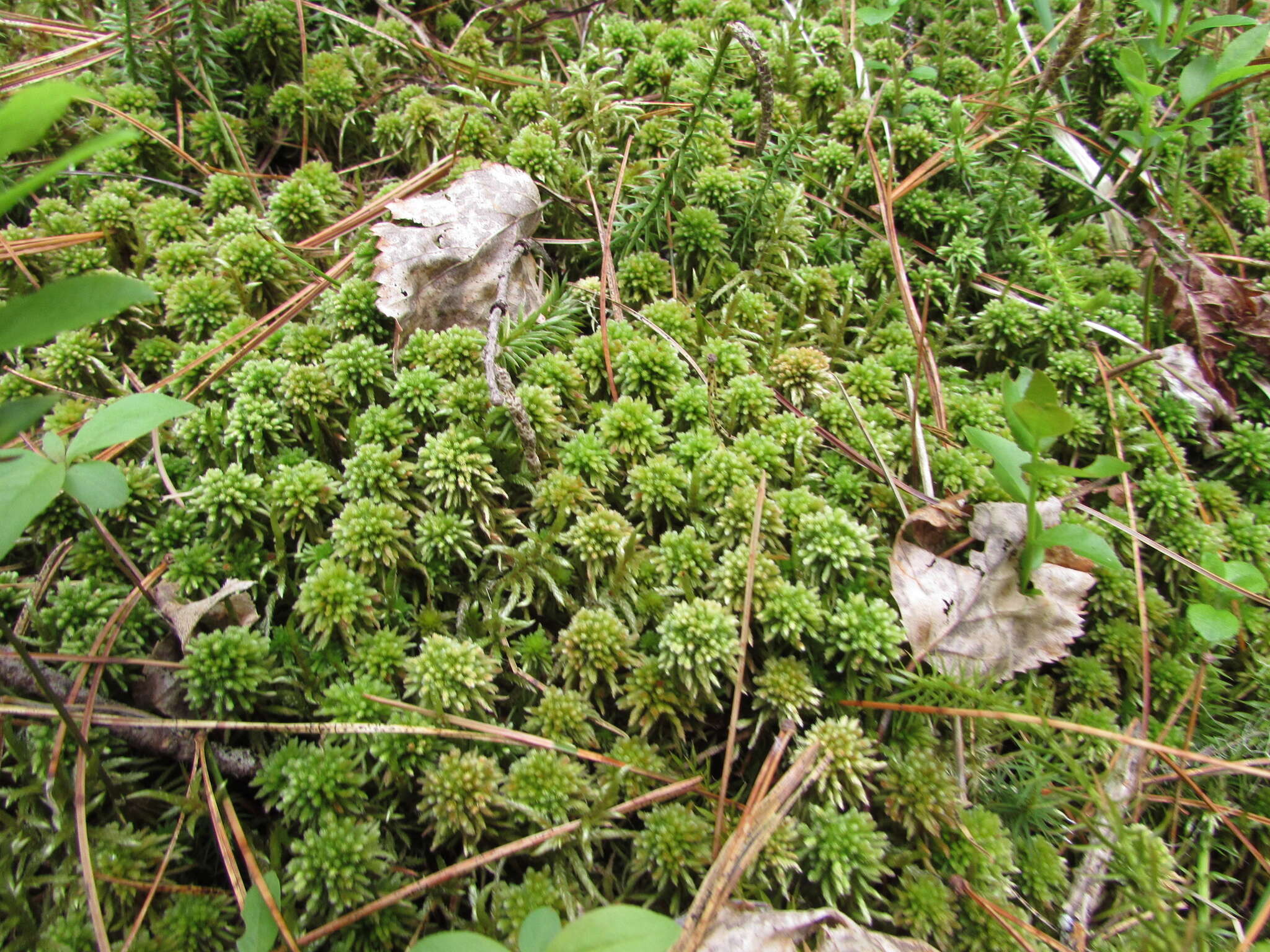 Image of Wulf's sphagnum