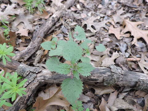 Image of heartleaf nettle