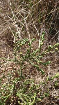 Image of Thymelaea hirsuta (L.) Endl.