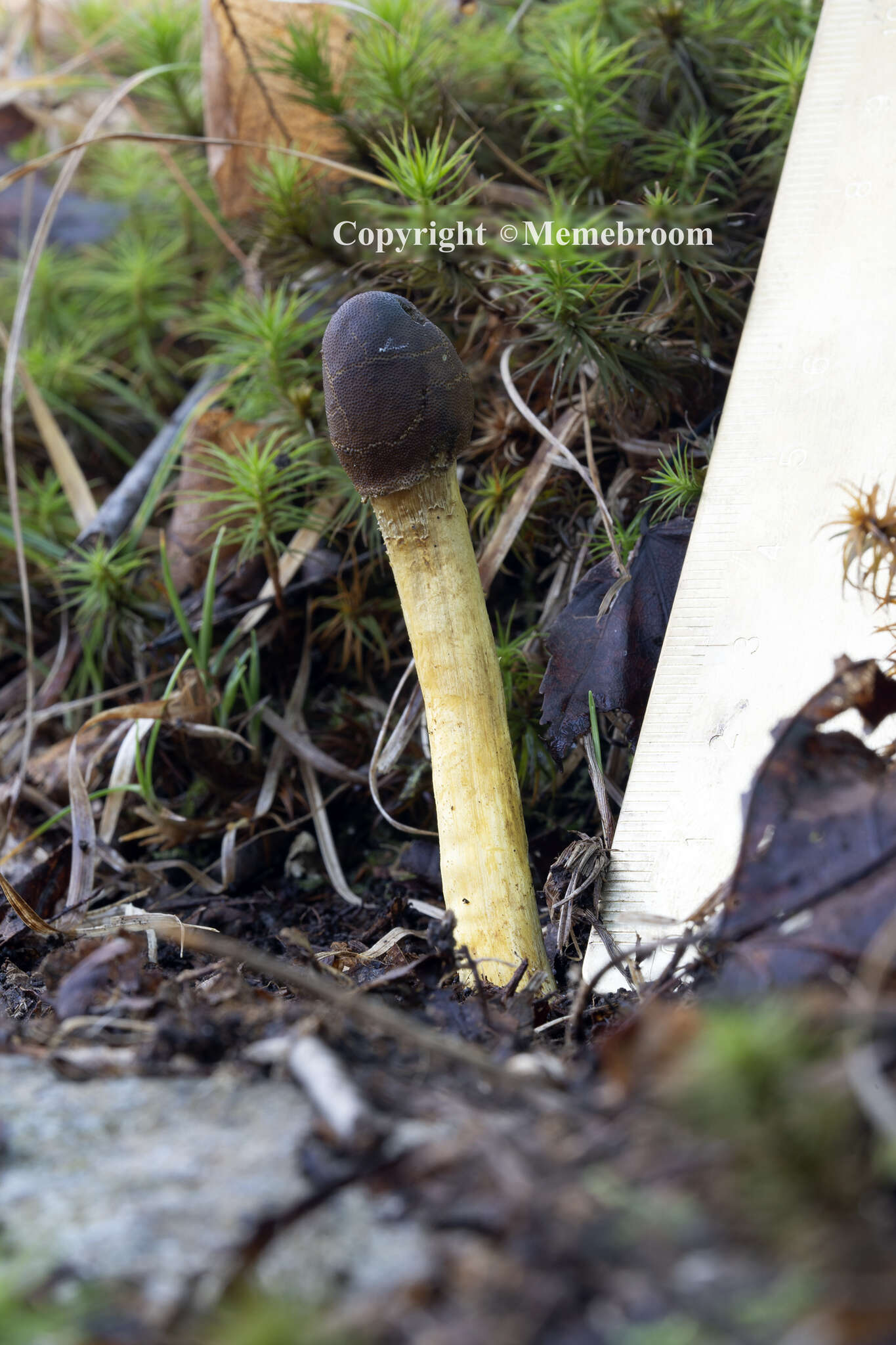 Image of Tolypocladium capitatum (Holmsk.) Quandt, Kepler & Spatafora 2014