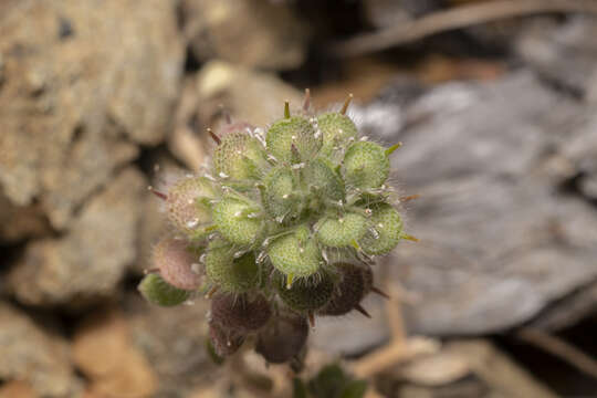 Image of Alyssum pogonocarpum Carlström