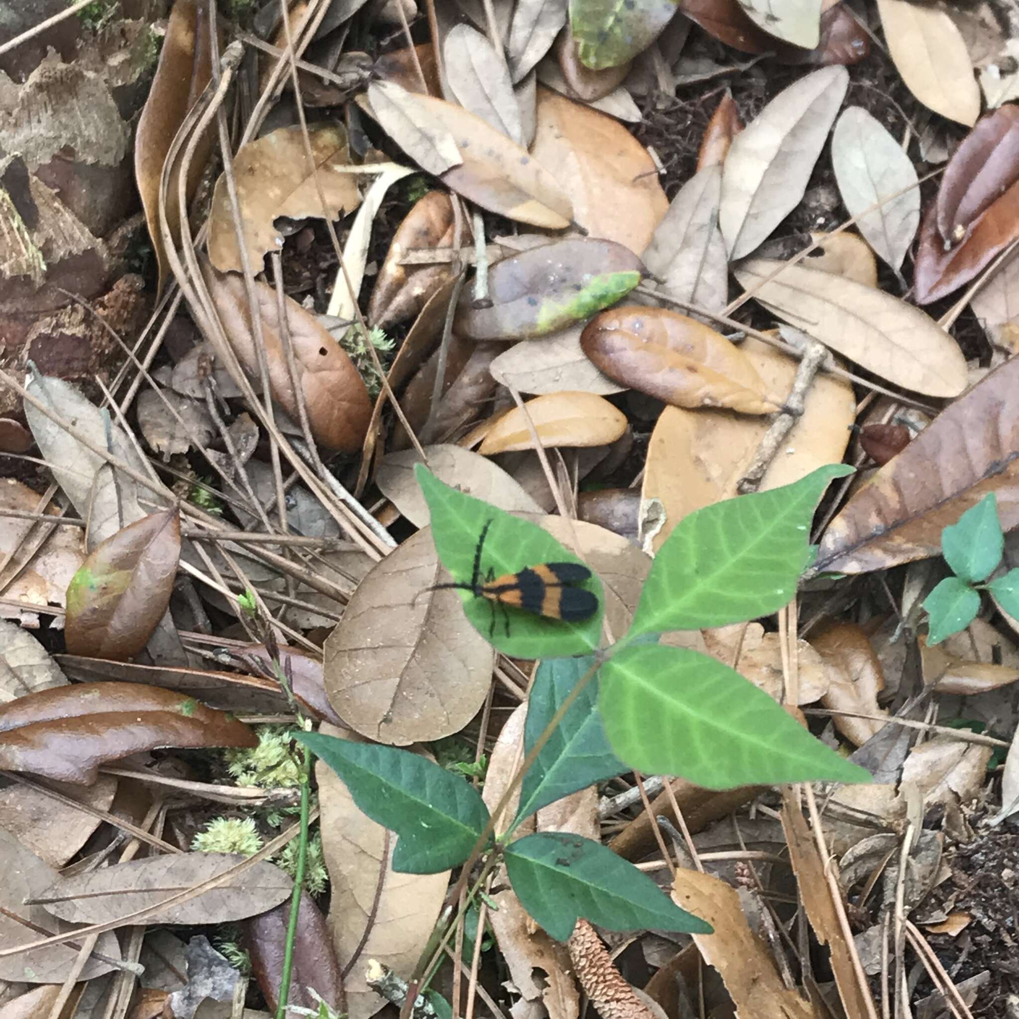 Image of Banded Net-winged Beetle