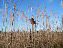 Imagem de Calamagrostis epigejos (L.) Roth