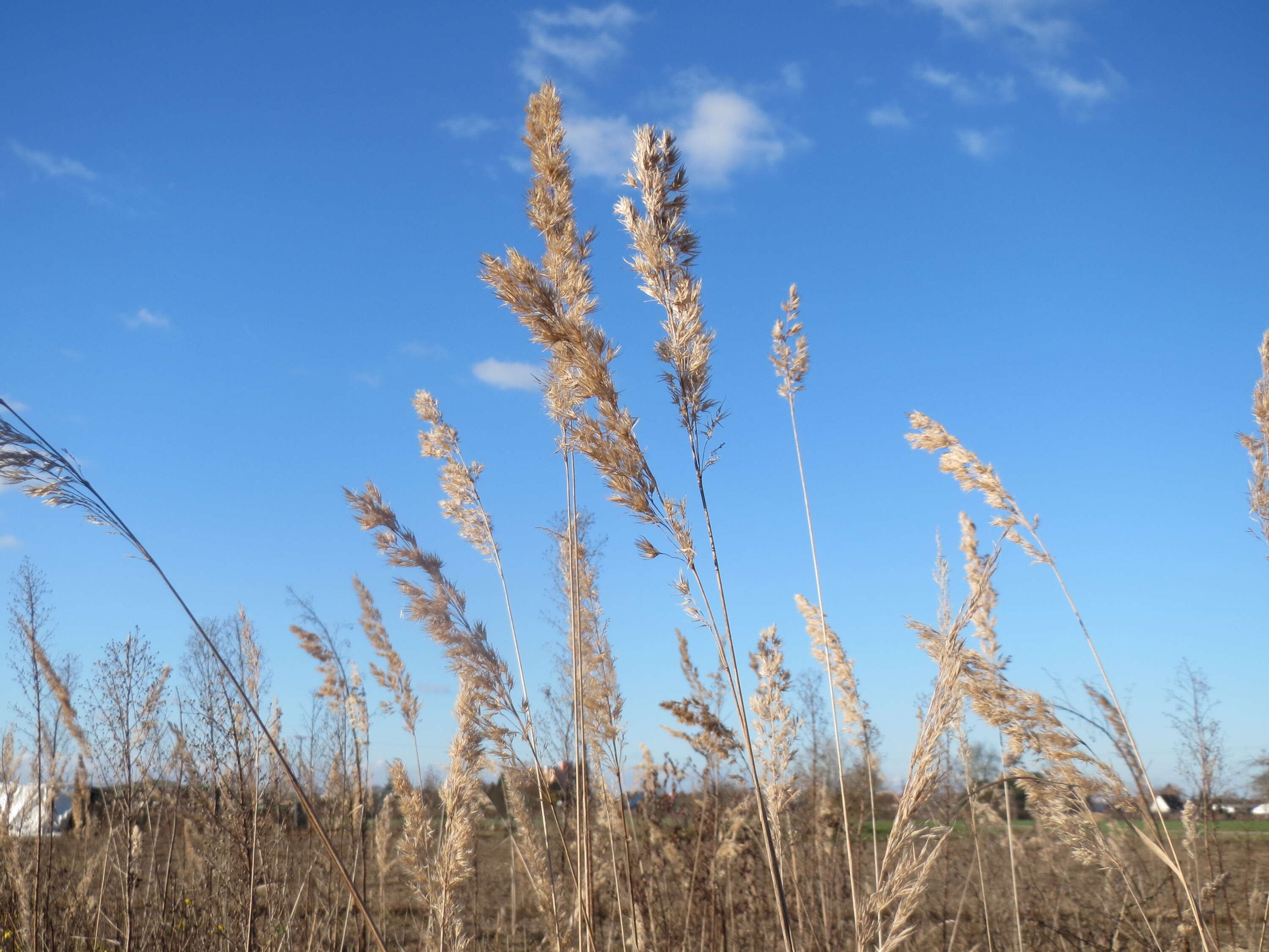 Imagem de Calamagrostis epigejos (L.) Roth