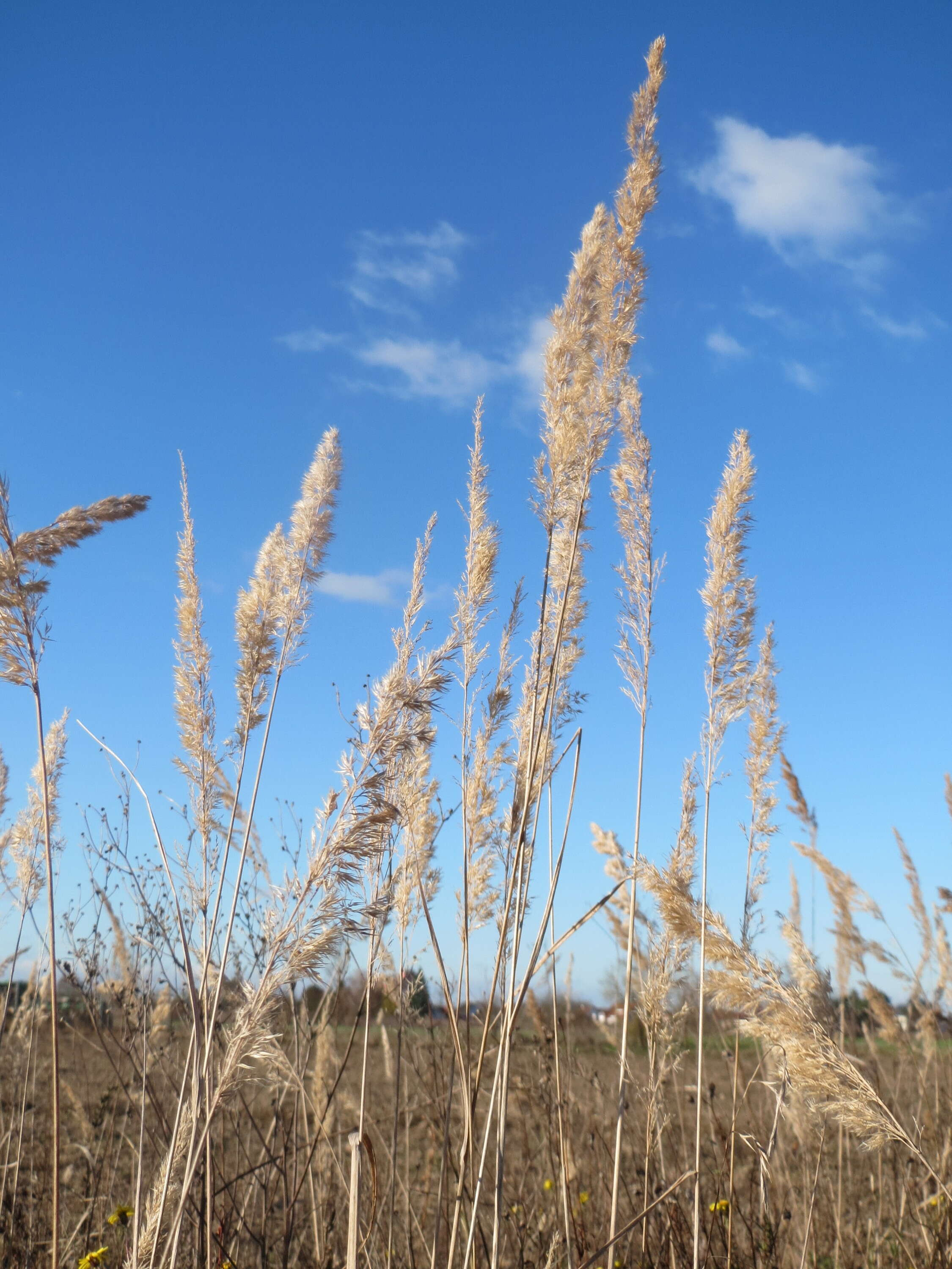 Imagem de Calamagrostis epigejos (L.) Roth