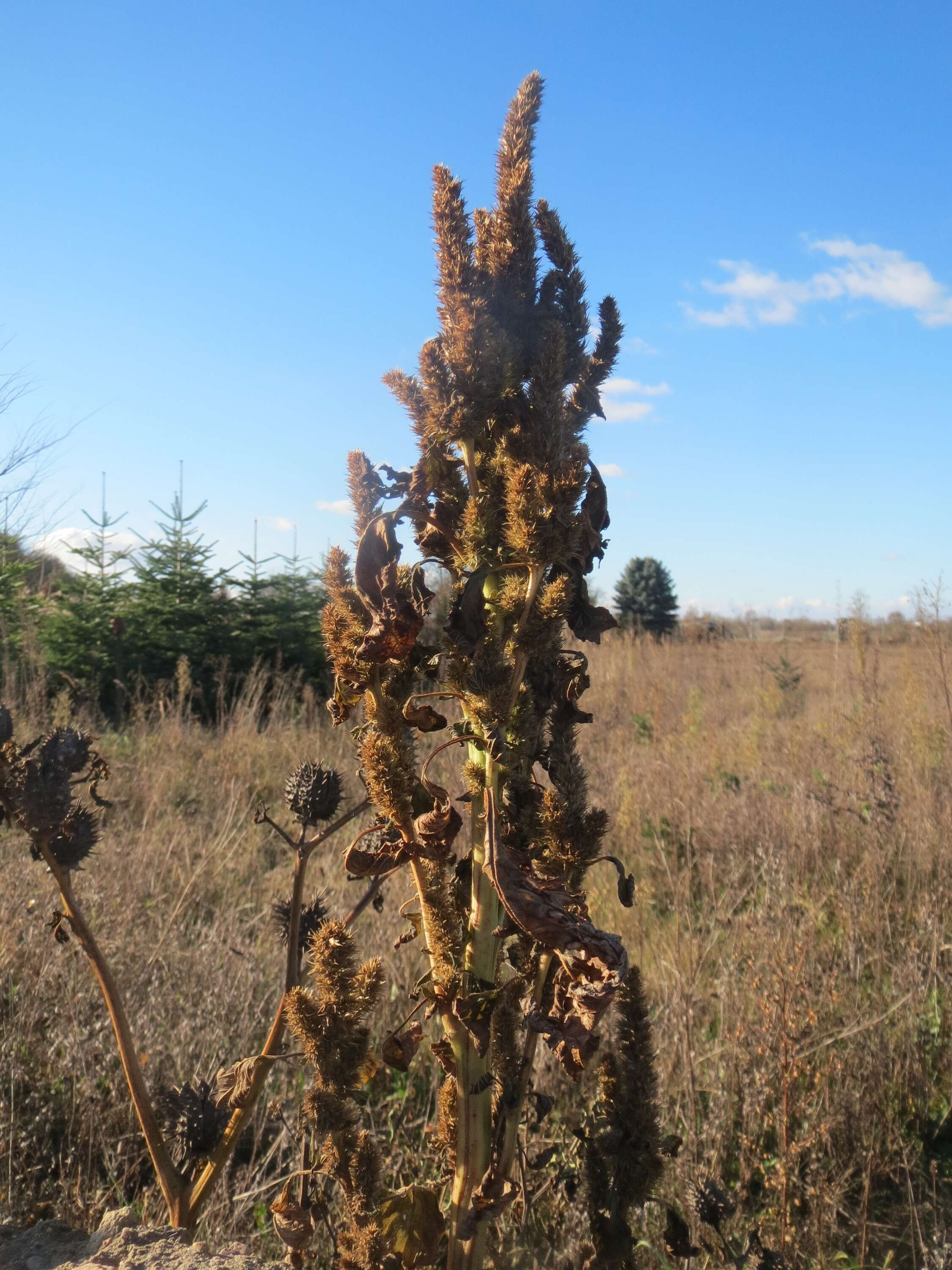 Image of redroot amaranth