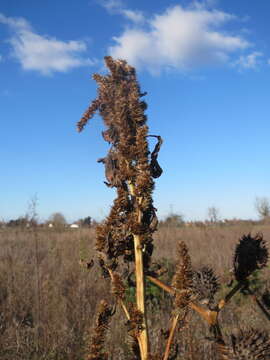 Image of redroot amaranth