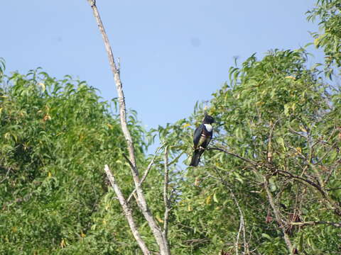 Image of Black Baza