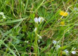 Image of Polygala serpyllifolia J. A. C. Hose