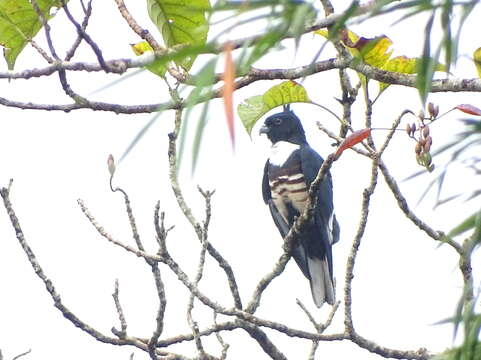 Image of Black Baza