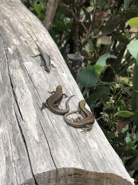 Image of Southern Grass Skink