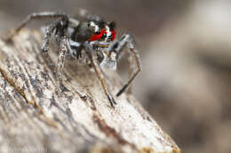 Image of Habronattus sansoni (Emerton 1915)