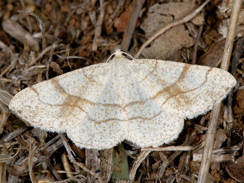 صورة Adactylotis contaminaria Hübner 1813