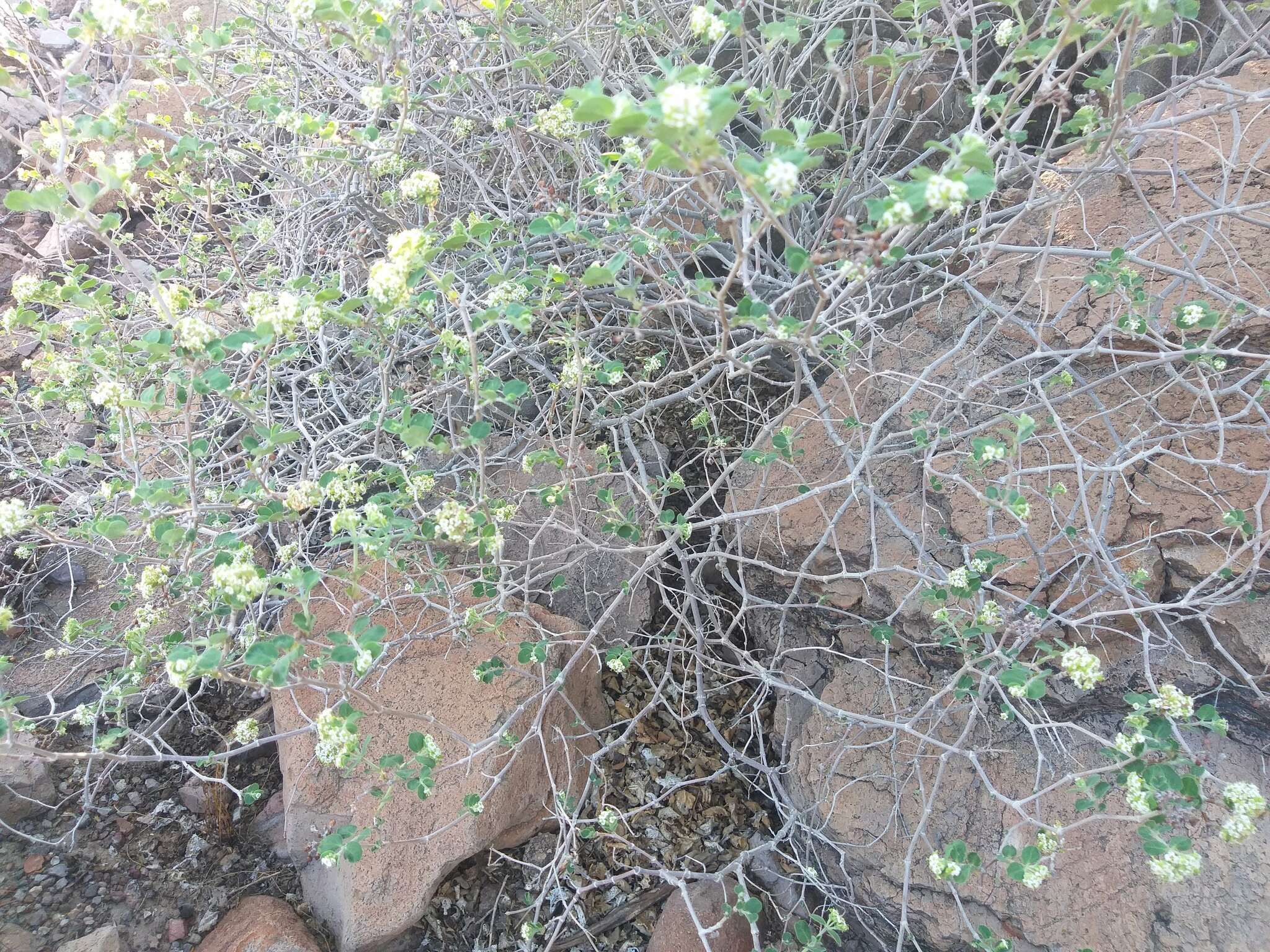 صورة Euphorbia tomentulosa S. Watson