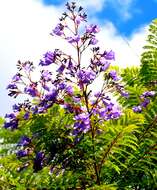 Sivun Jacaranda brasiliana (Lam.) Pers. kuva