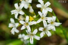 Imagem de Lysimachia candida Lindl.