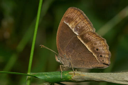 Imagem de Mycalesis mineus Linnaeus 1858