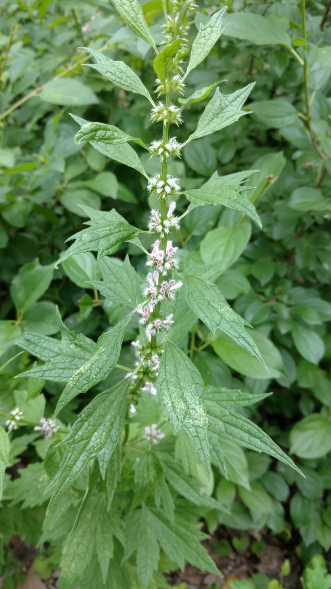 Image of common motherwort