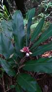 Imagem de Alpinia shimadae Hayata