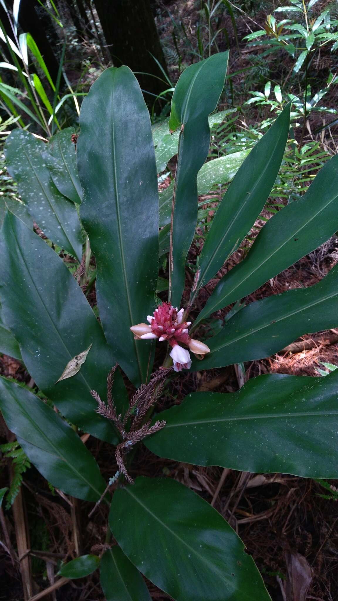 Imagem de Alpinia shimadae Hayata