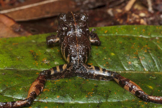 Image of Pristimantis orpacobates (Lynch, Ruiz-Carranza & Ardila-Robayo 1994)