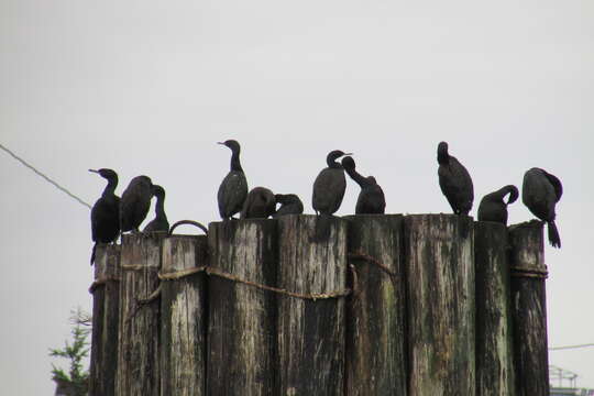 Image of Baird's cormorant