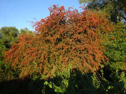 Image of Midland Hawthorn