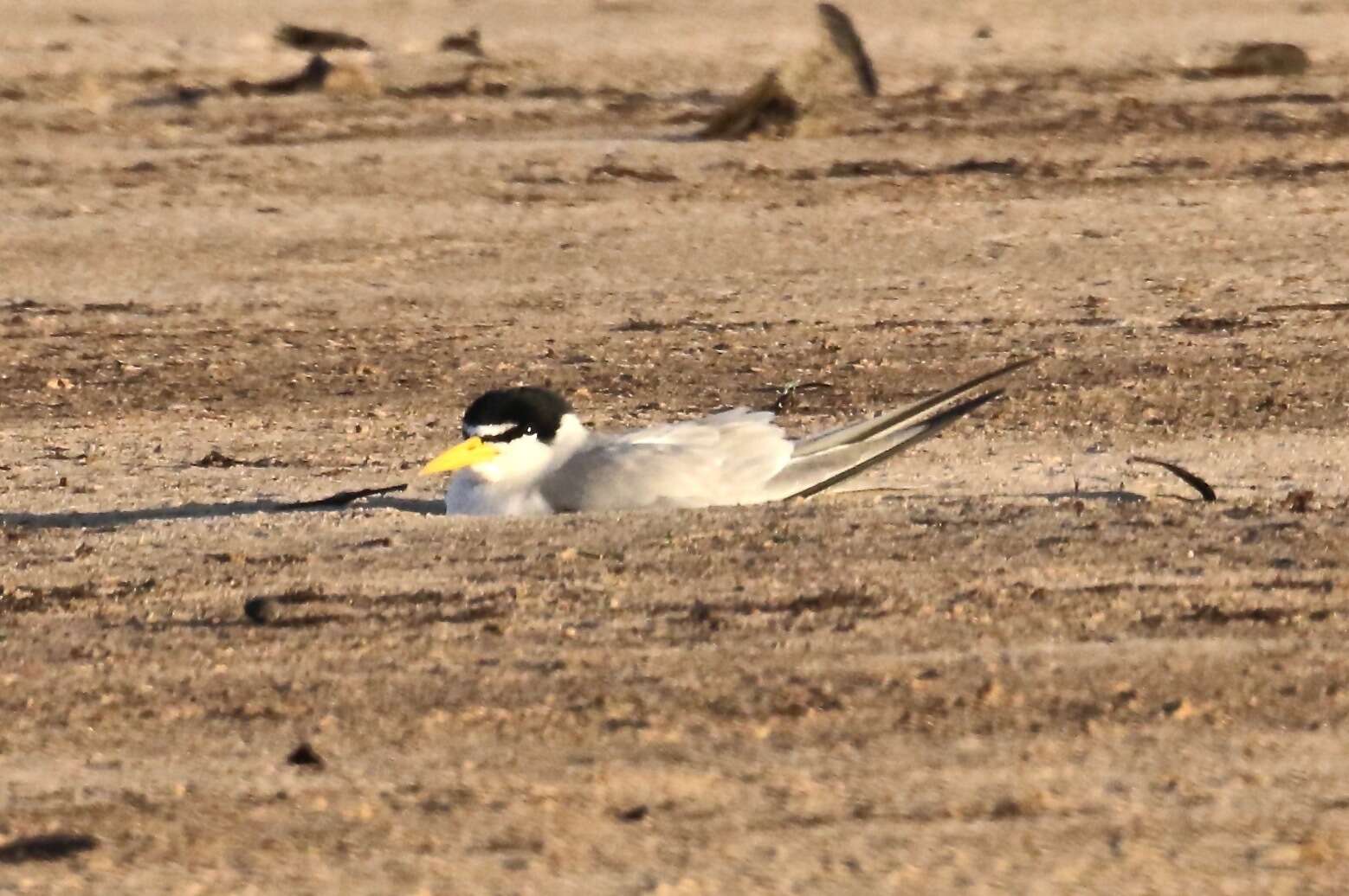 Image of Yellow-billed Tern