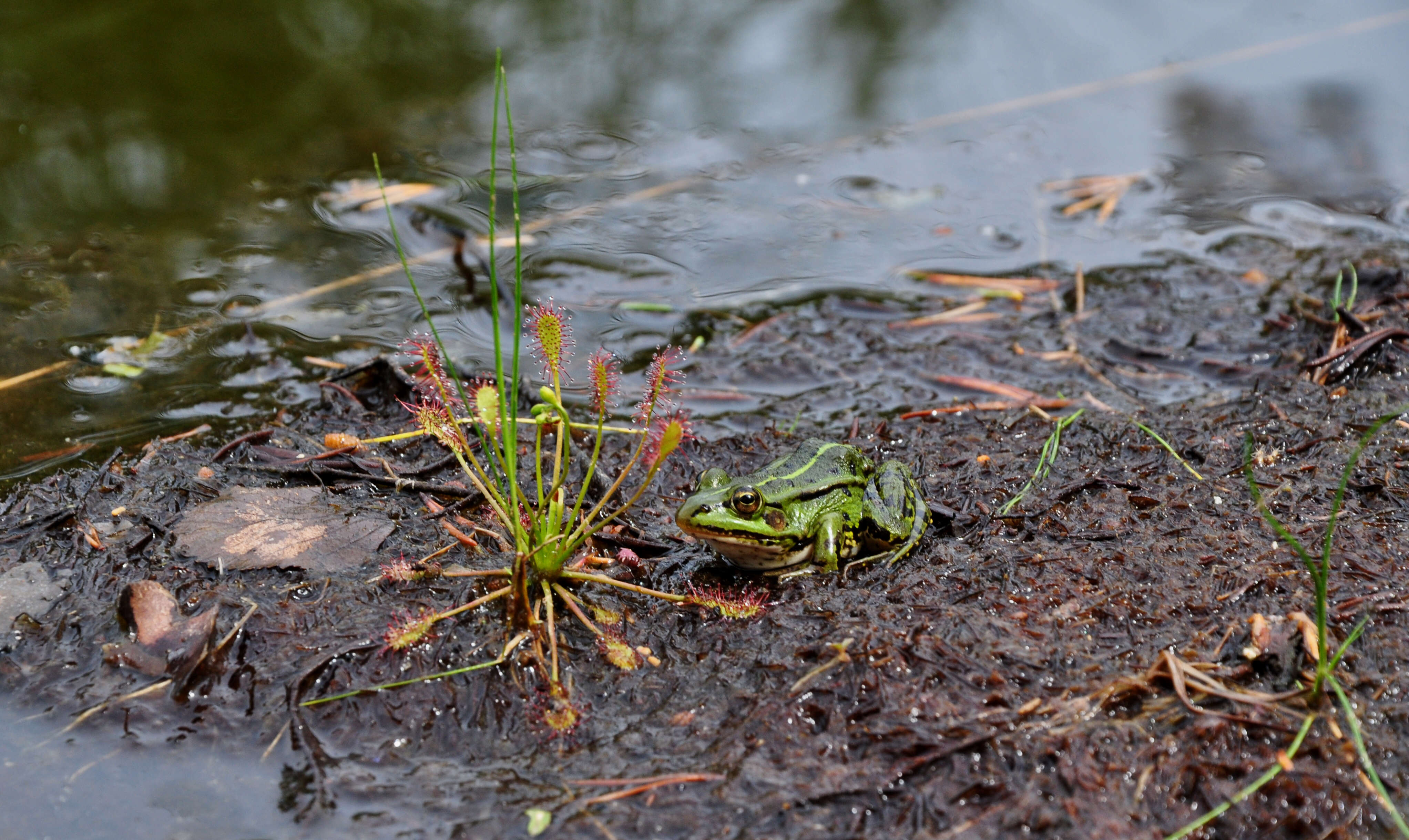 Image of Pelophylax esculentus