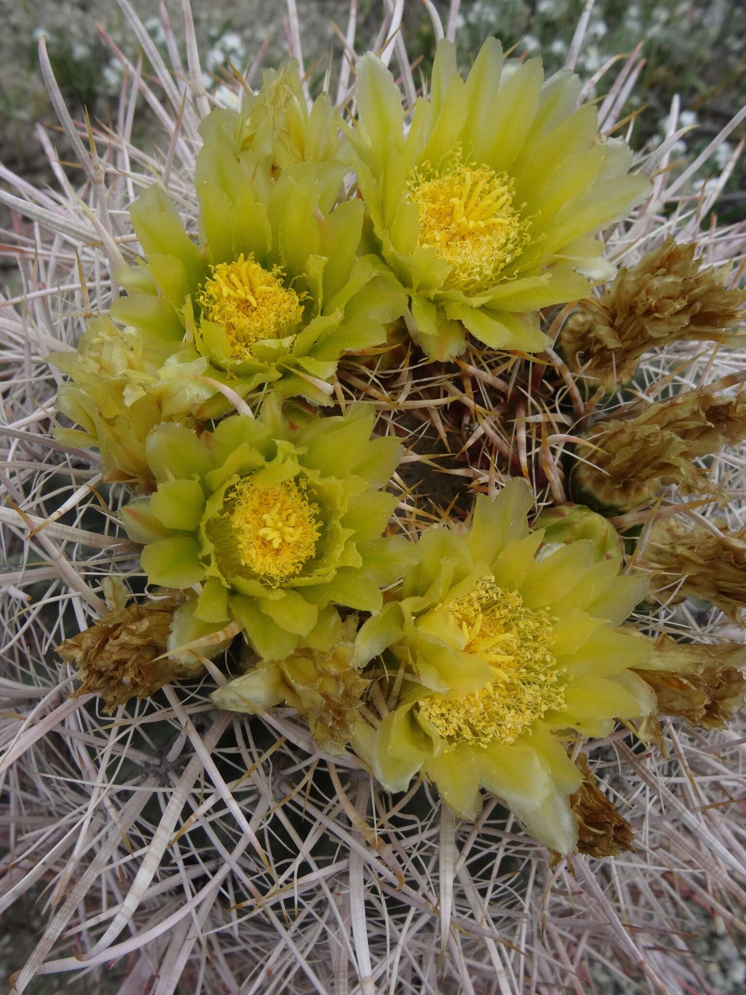 Image of California Barrel Cactus