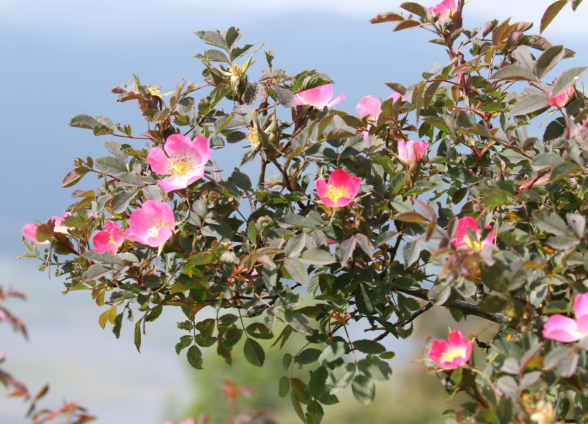 Plancia ëd Rosa glauca Pourret