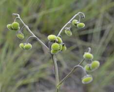 Image of Cynoglossum hispidum Thunb.