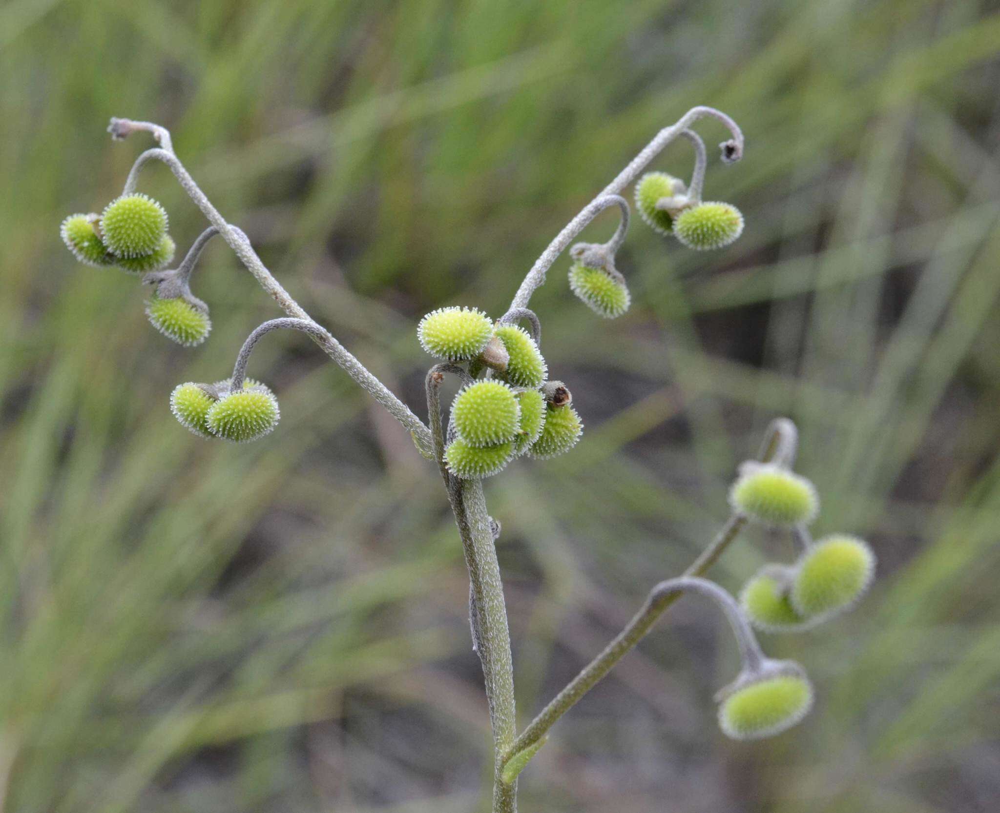 Image of Cynoglossum hispidum Thunb.