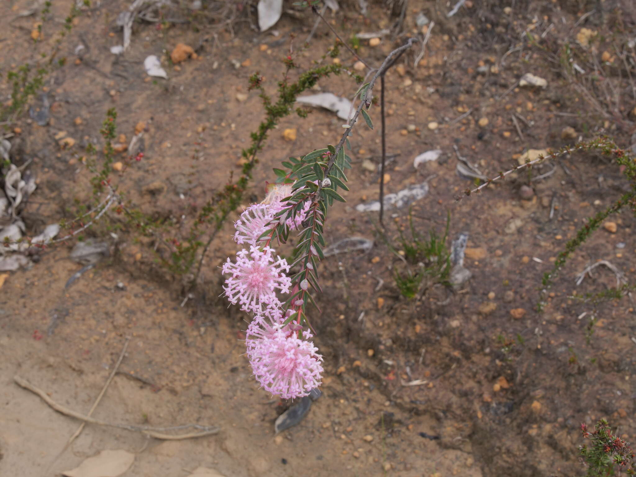 Image of Pimelea hispida R. Br.