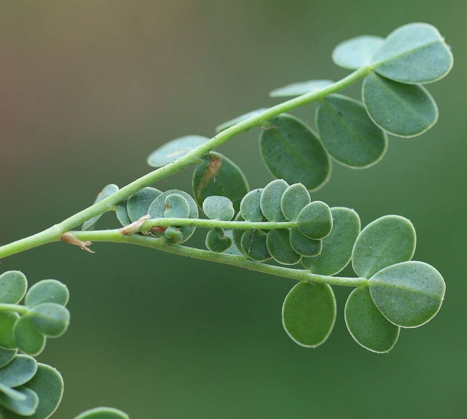 صورة Coronilla vaginalis Lam.