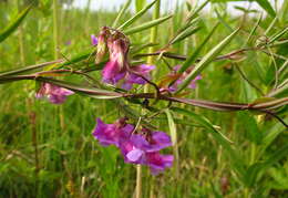 Imagem de Lathyrus palustris L.