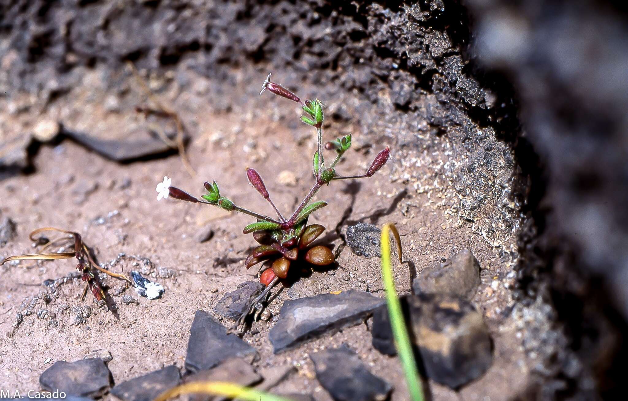 Image of Silene sedoides Poir.