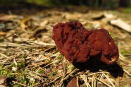 Image of Gyromitra esculenta (Pers.) Fr. 1849