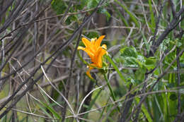 Image of Amur daylily