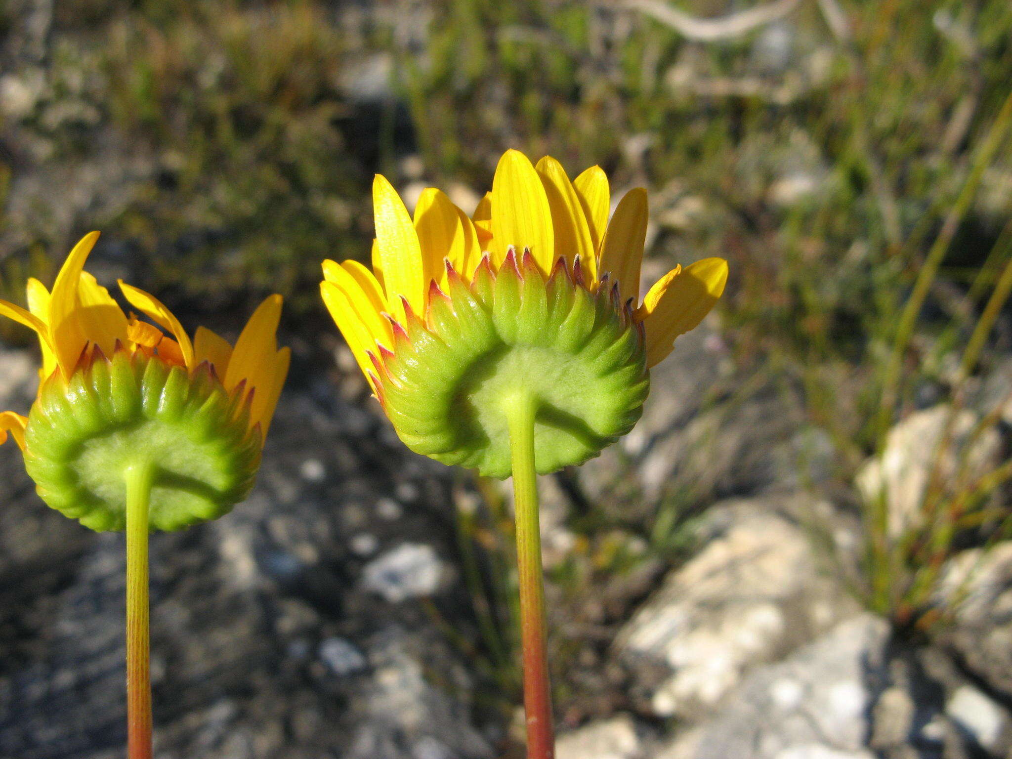 Euryops hebecarpus (DC.) B. Nordenst. resmi