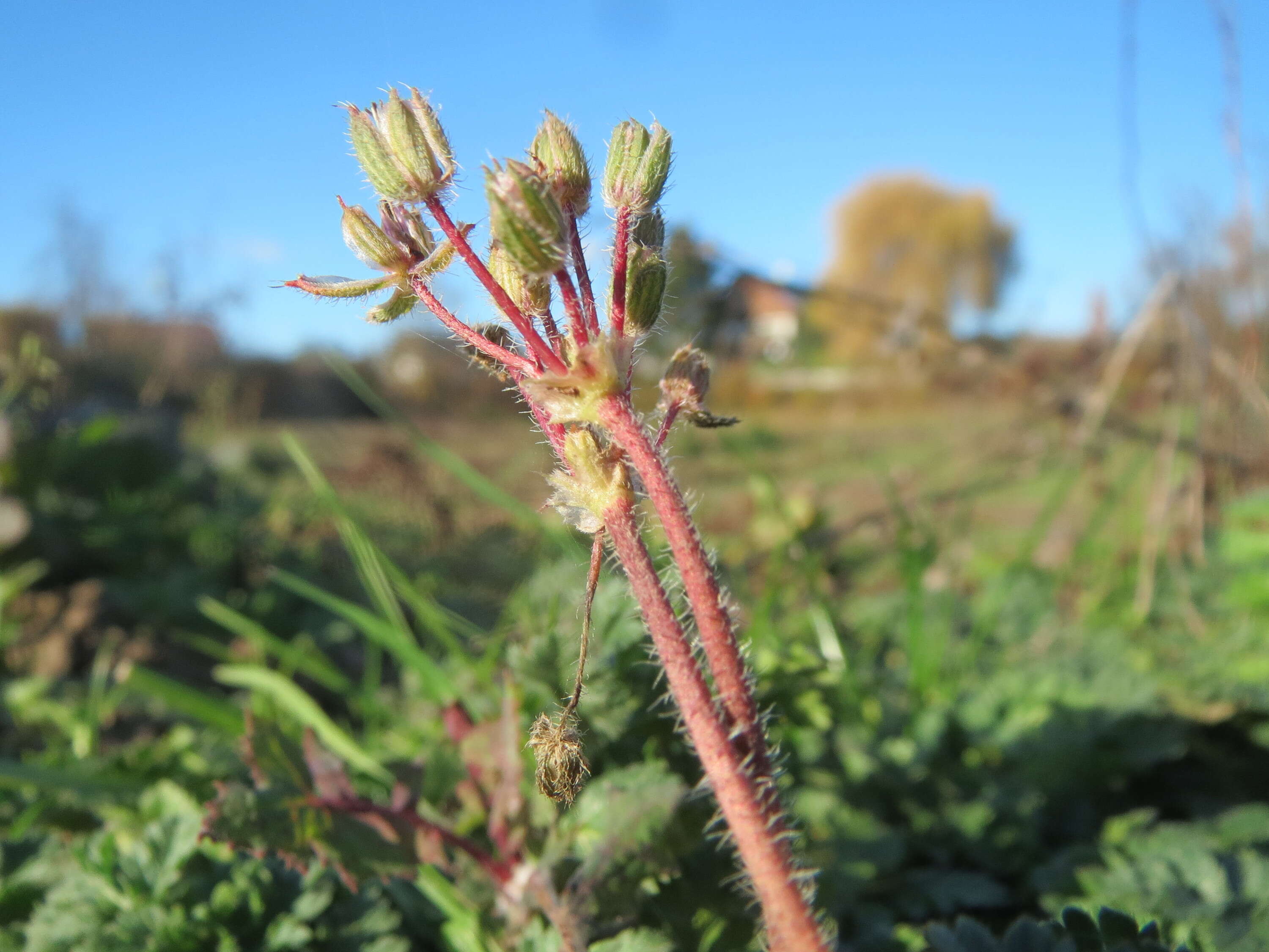 Image of Common Stork's-bill