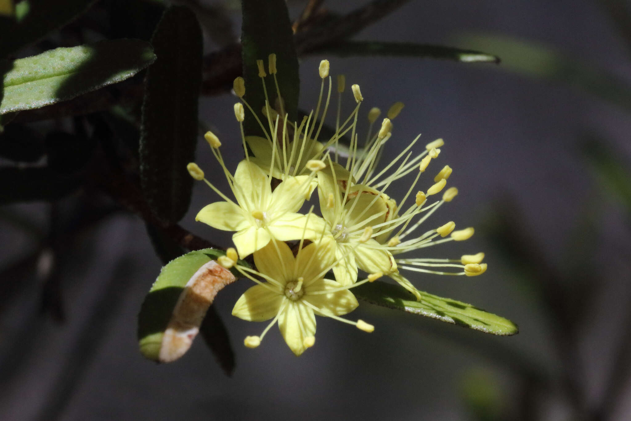 Image of Phebalium graniticola I. Telford & J. J. Bruhl