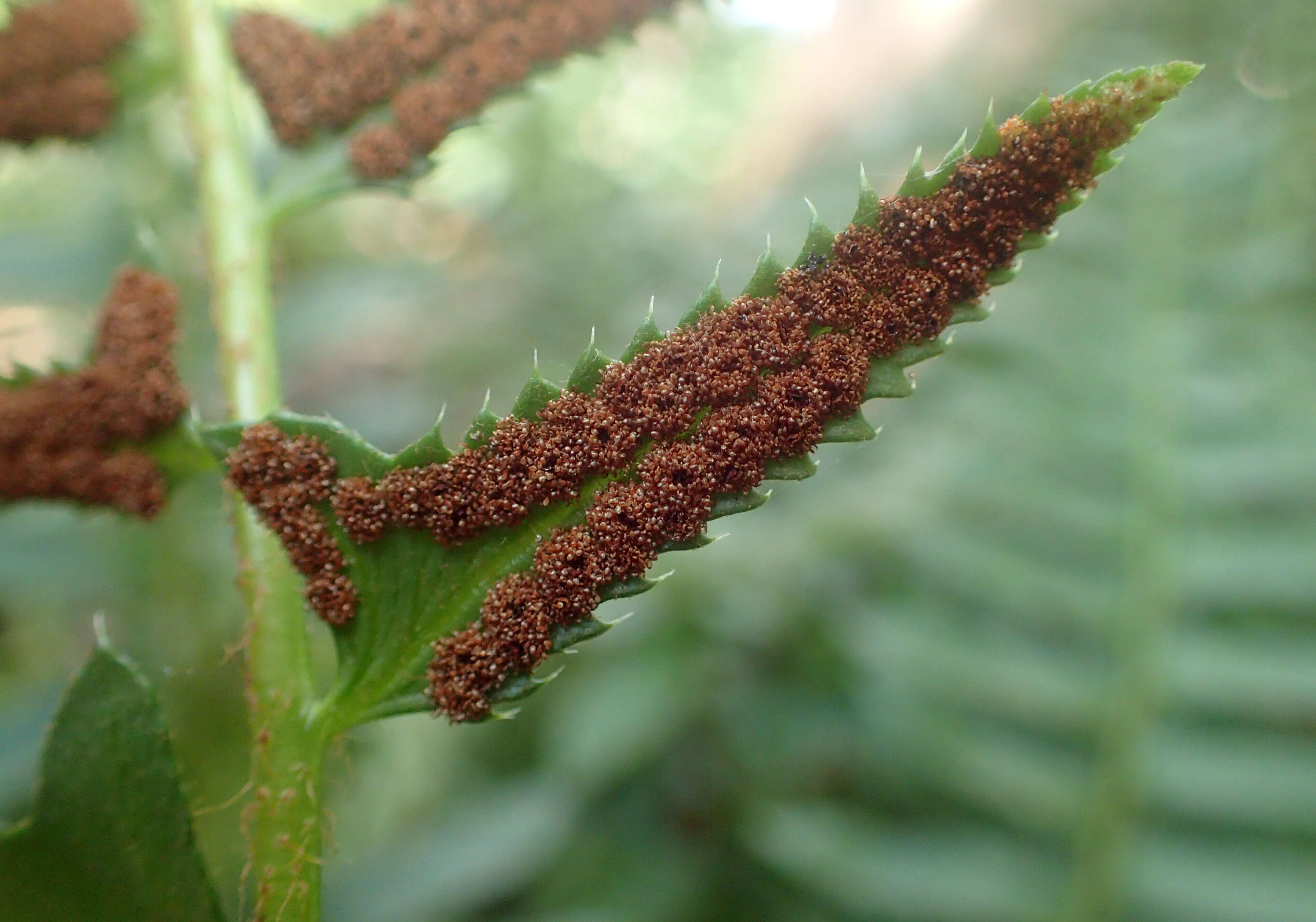 Image of Christmas fern