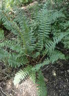 Plancia ëd Polystichum acrostichoides (Michx.) Schott